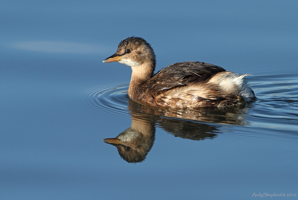 Little Grebe