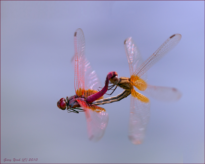 In-flight mating dragons