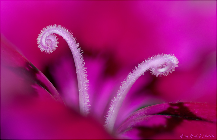 Dianthus #2