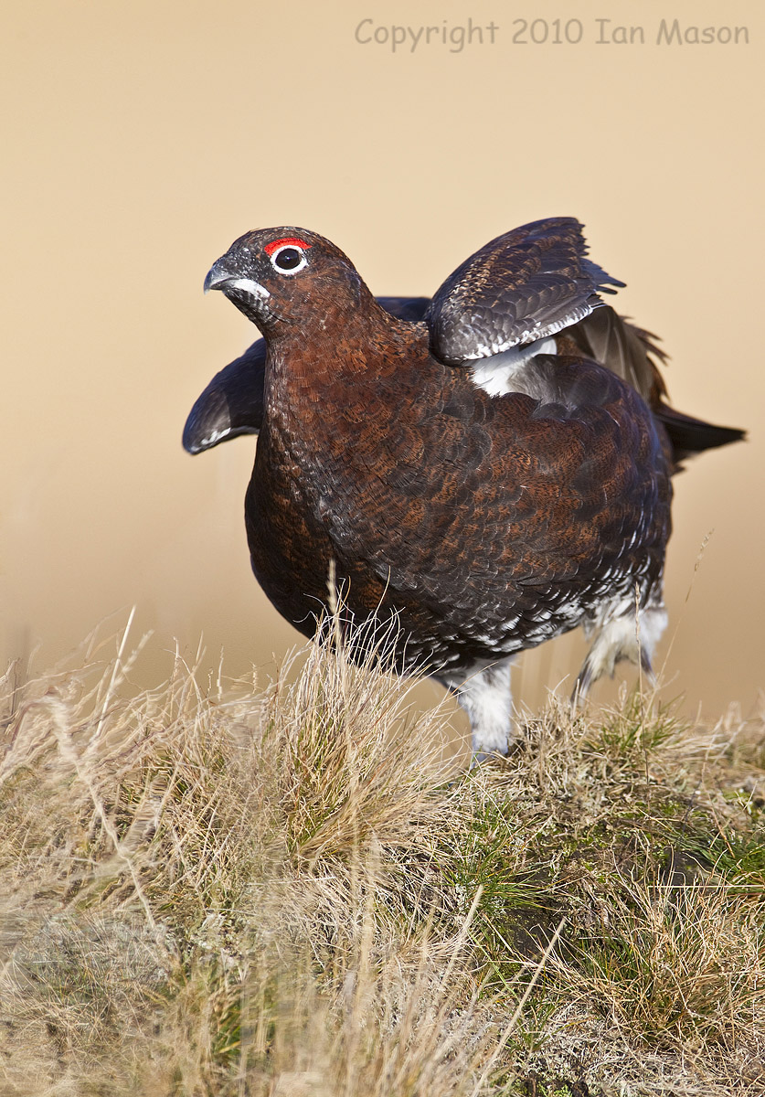 Red Grouse