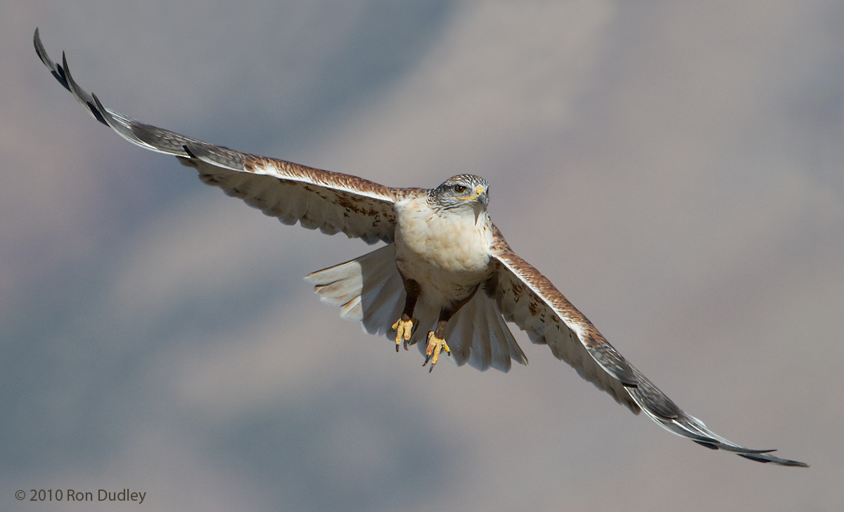 Ferruginous Hawk