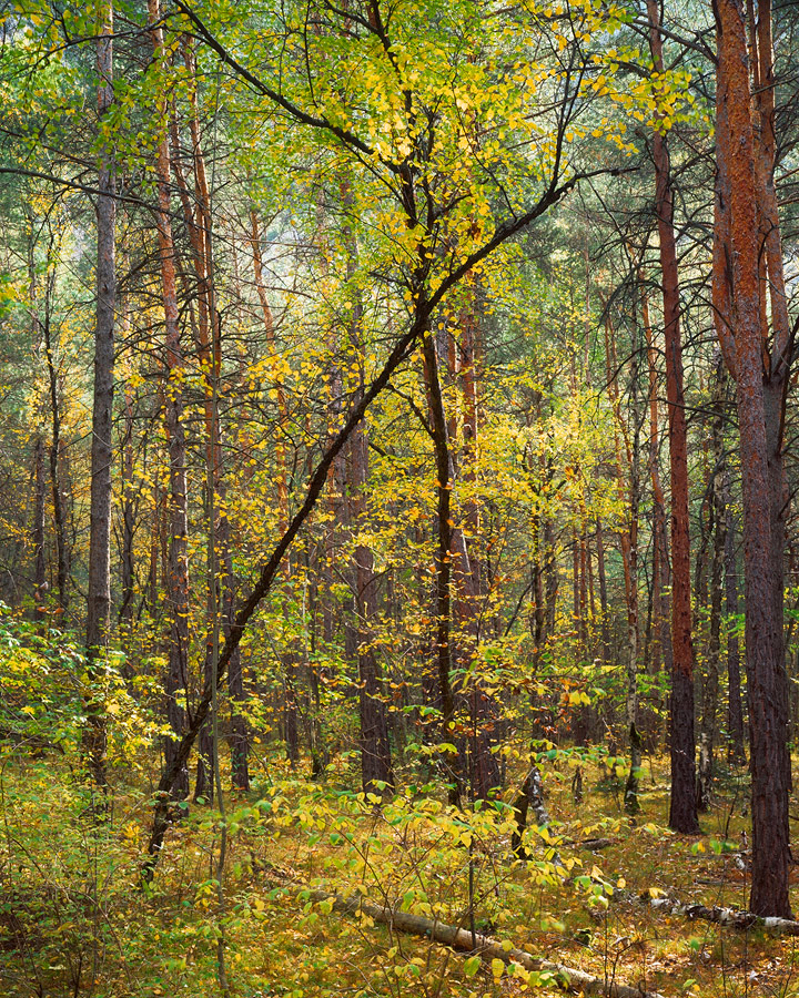Dancing birches
