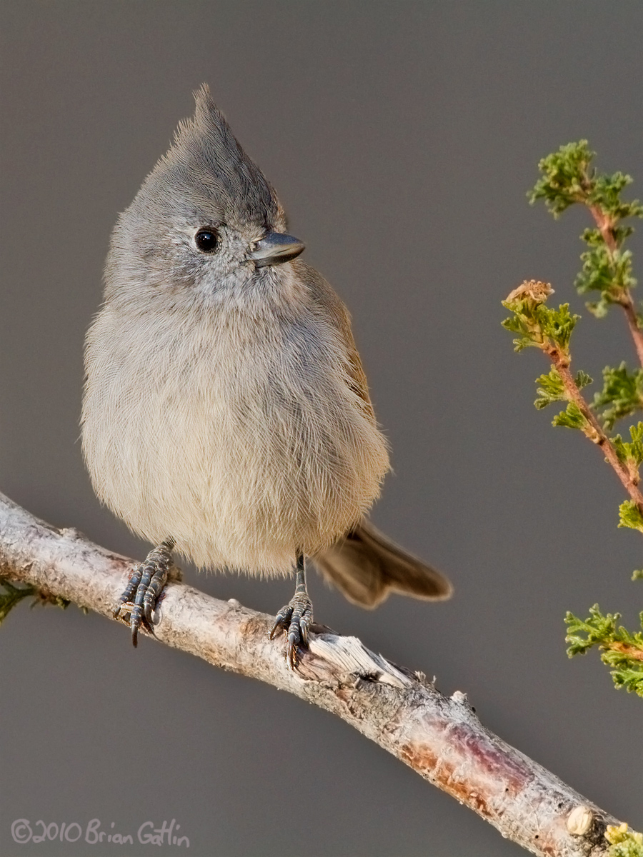 Juniper Titmouse
