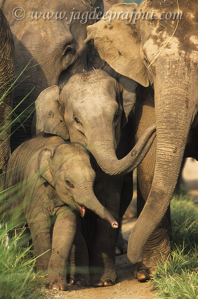 A close knit family