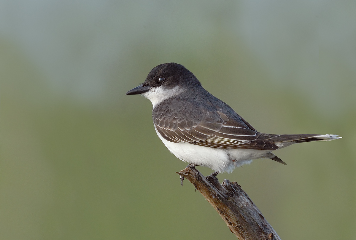 EASTERN KINGBIRD