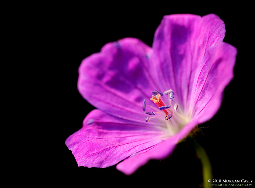 Geranium