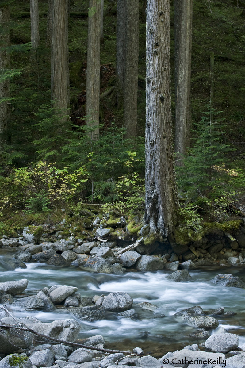 Deep in the Forest
