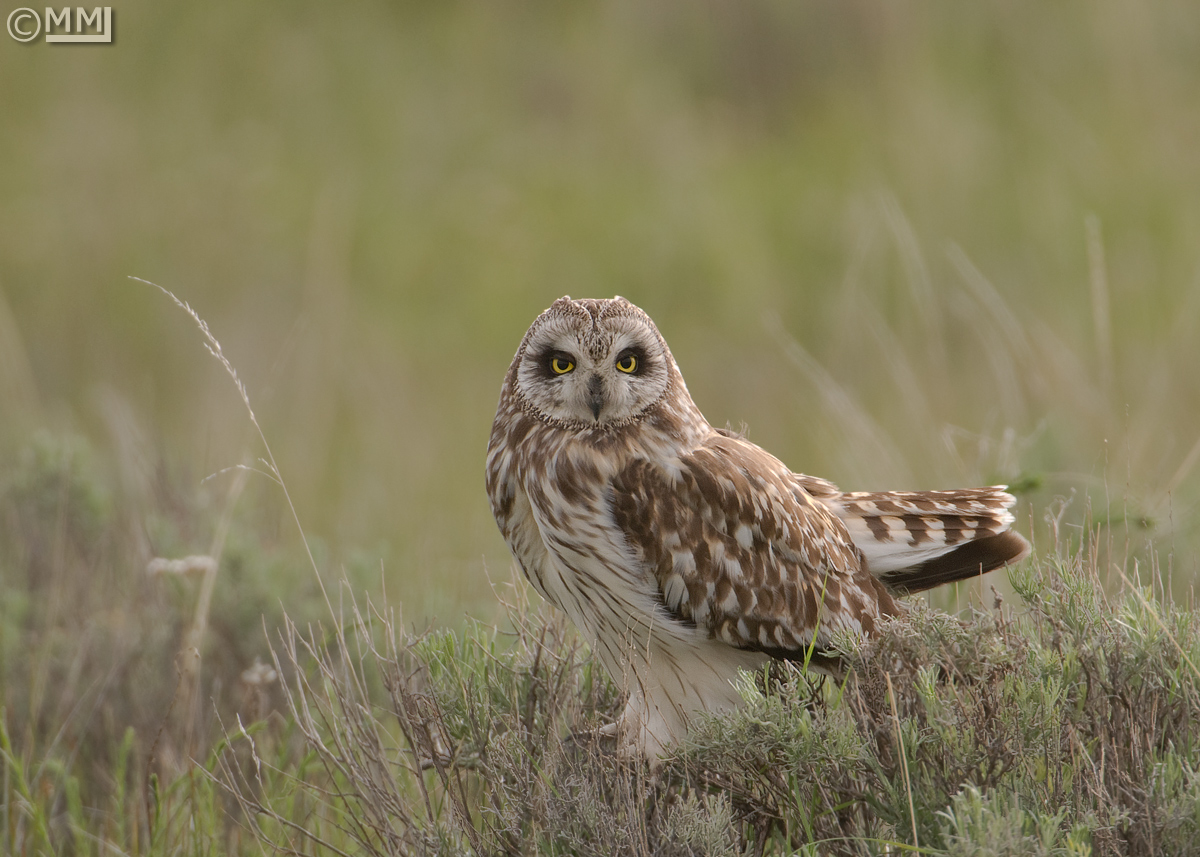 Short-eared Owl male