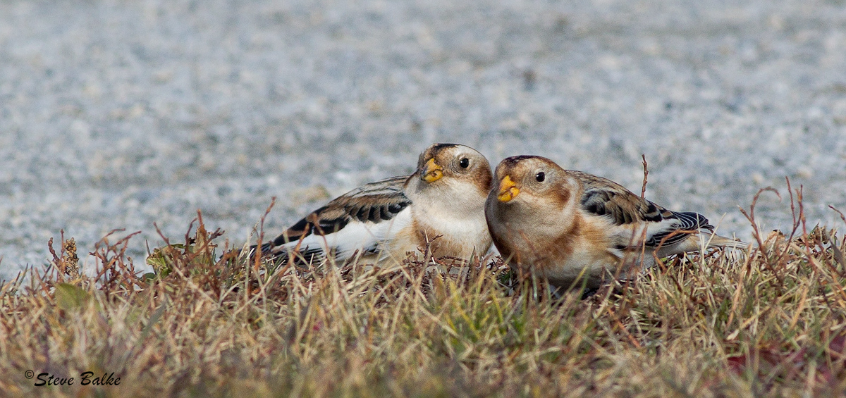 Snow Buntings