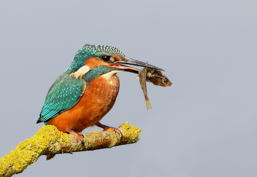 Female Kingfisher