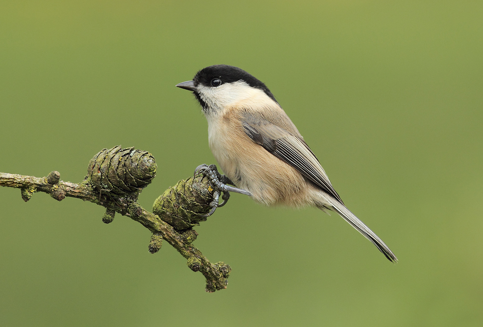 Willow Tit