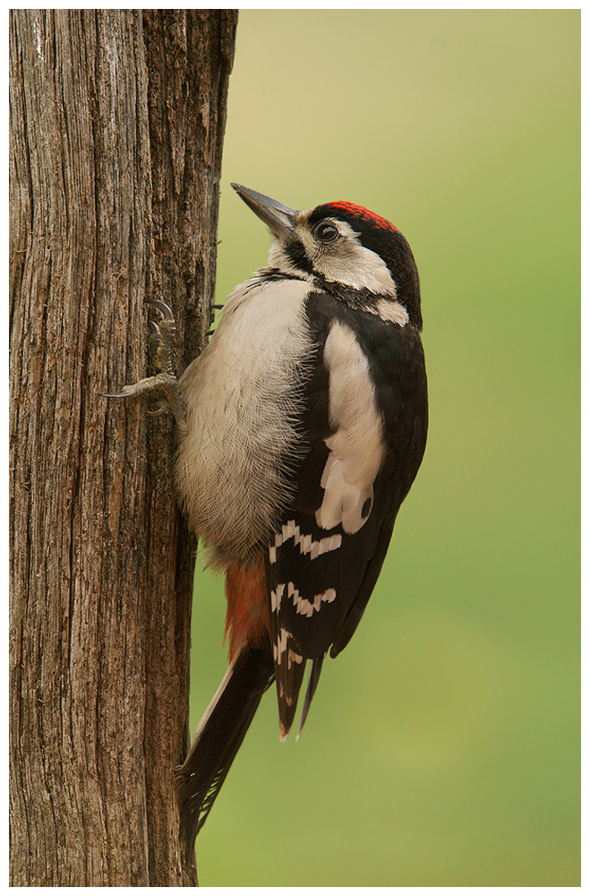 Young woodpecker 