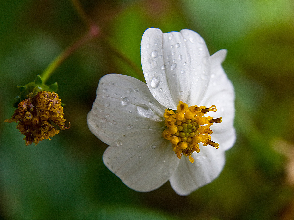 More wild Flowers