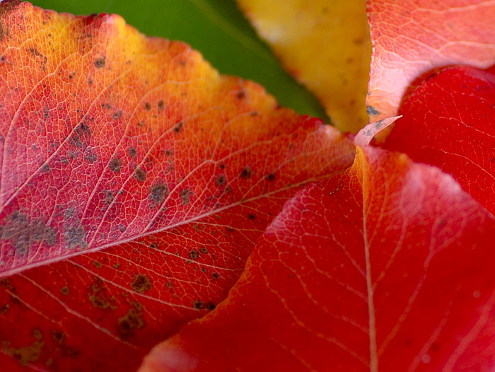 Fall Colors