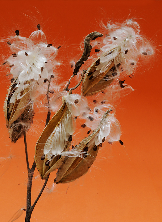 Sunset on milkweed