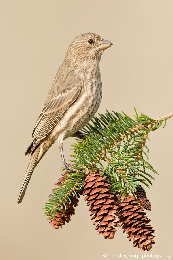 Out on a Limb