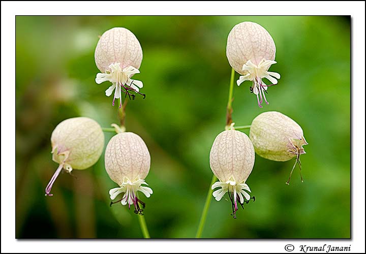 Bladder Campion + Repost