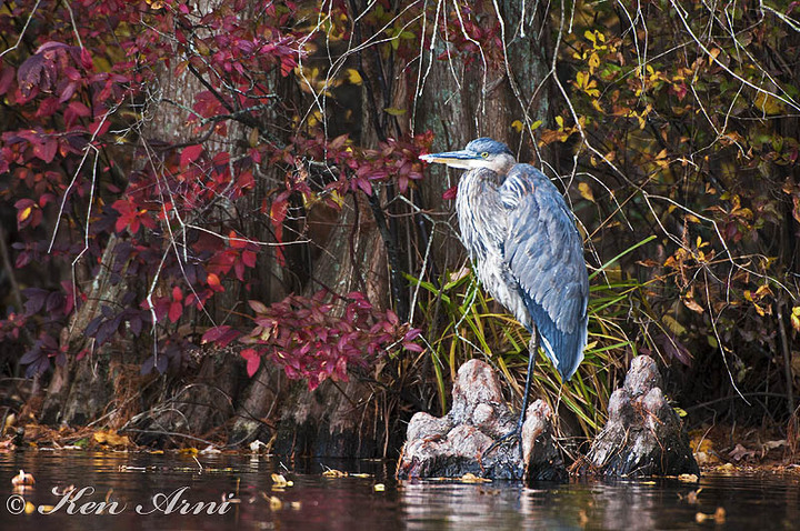 Heron with Fall Colors
