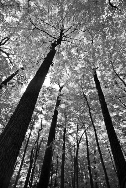 Skyward