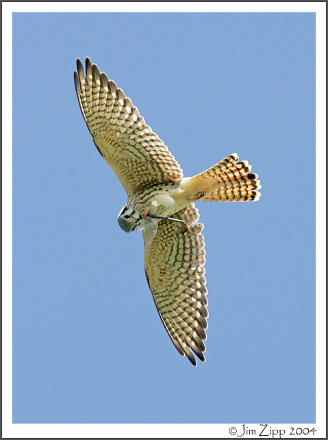 Kestrel eating in flight