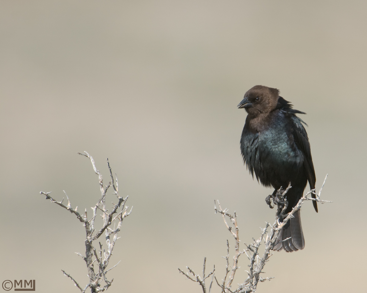 Brown-headed Cowbird