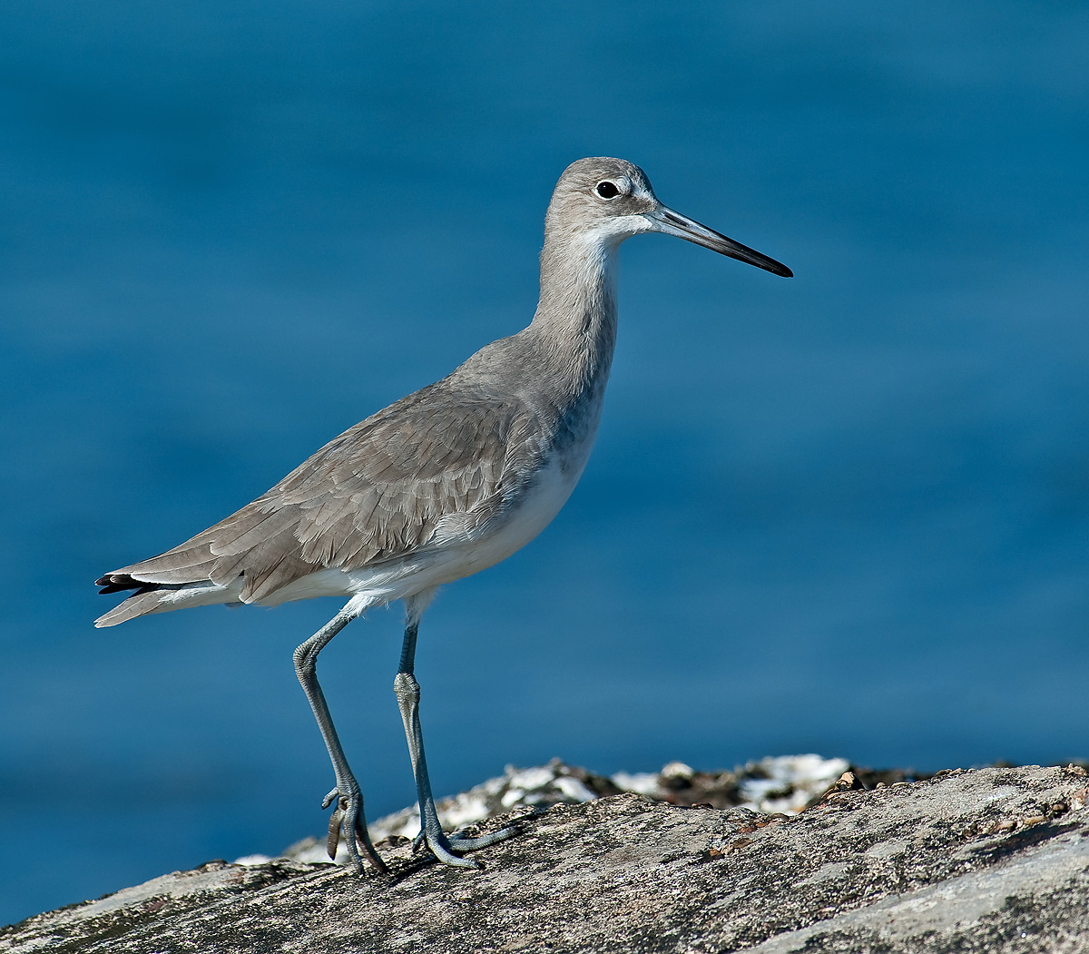 Willet