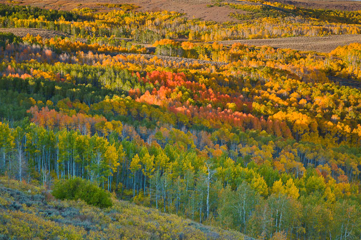 Steens Aspens