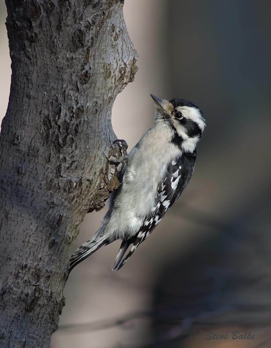 Hairy Woodpecker