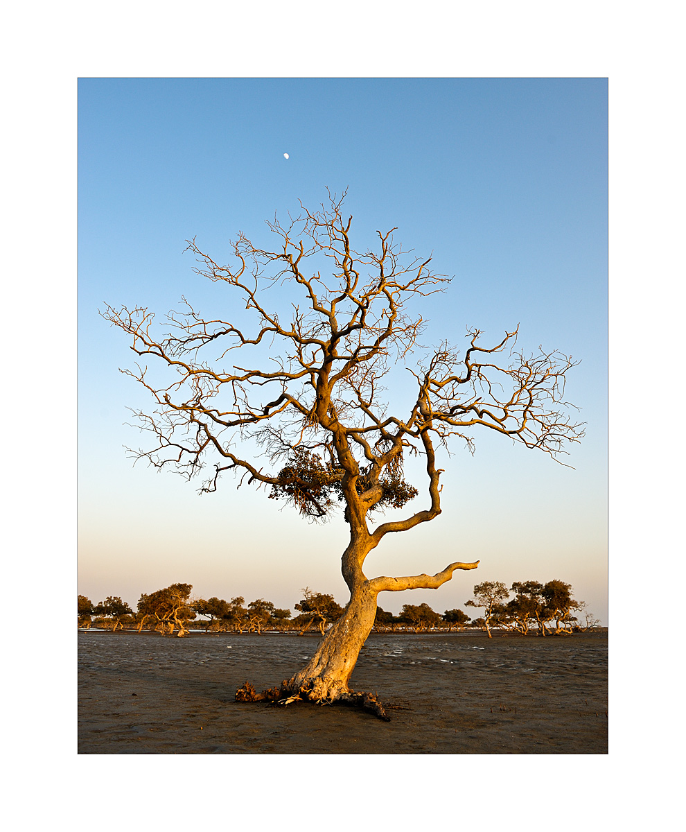 Mangrove & Moon I