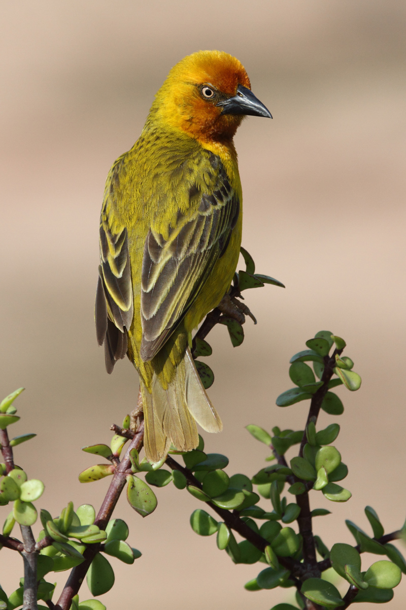 Cape Weaver