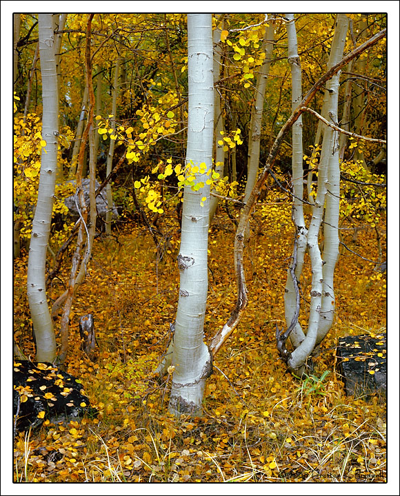 Sierra Aspen Glade