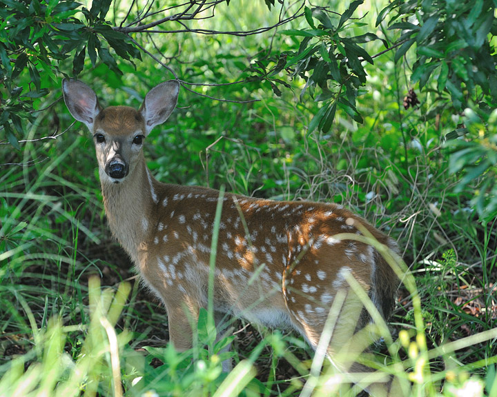 Fawn in Hiding