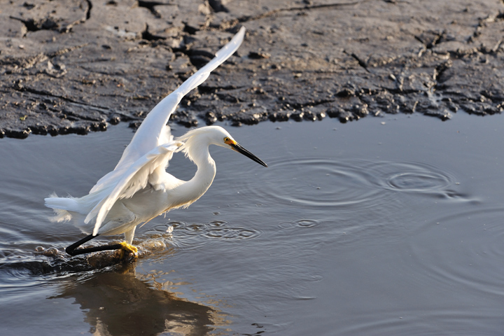 Egret Attack!