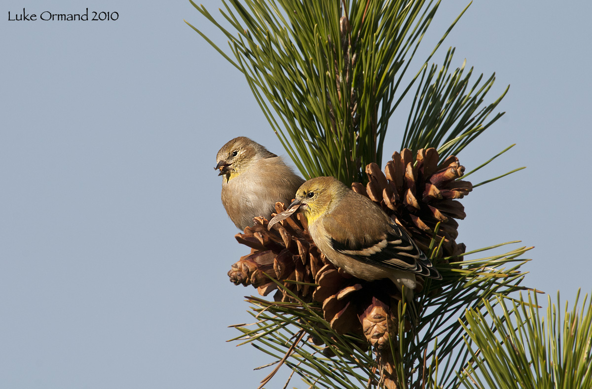 A. Goldfinch Take II