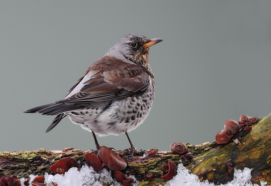 Fieldfare