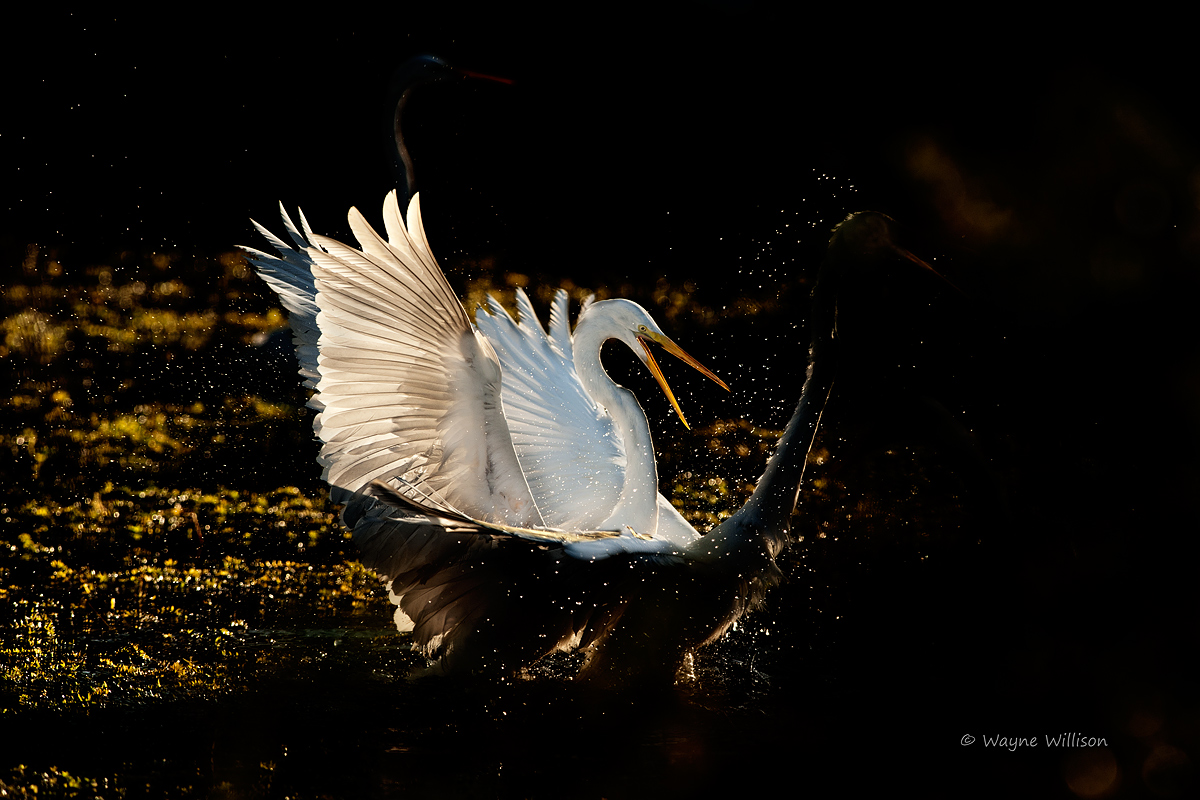 Great Egrets
