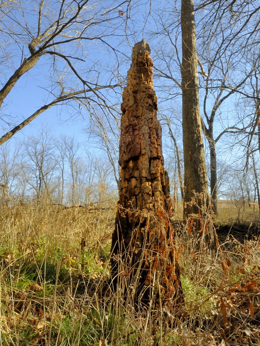 Politician Tree