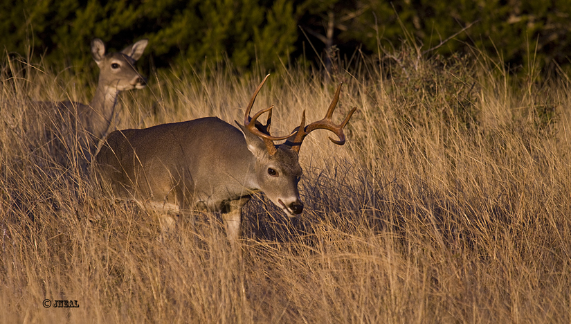 Guarding His Doe