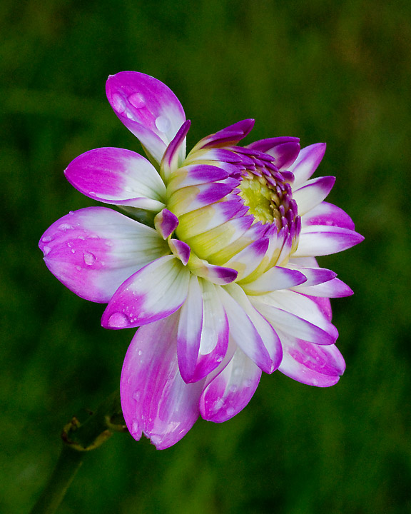 Dahlia and Dew