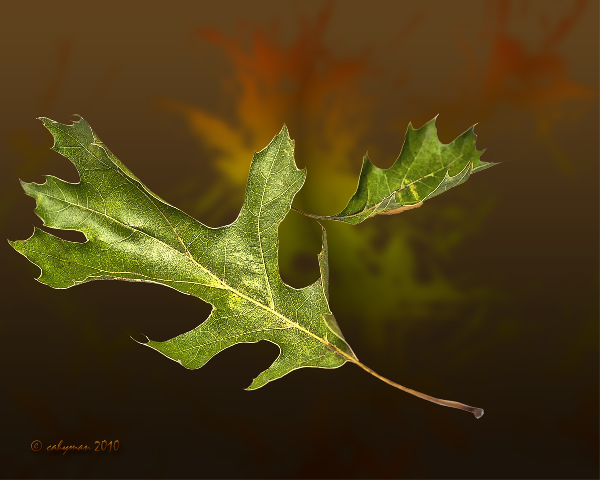 Flying Leaves