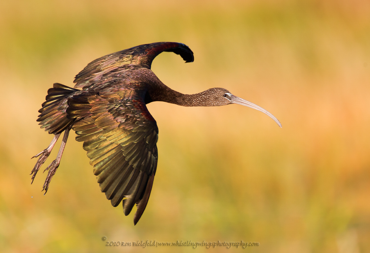 Glossy Ibis