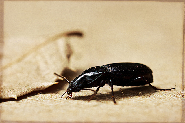 Backyard Beetle