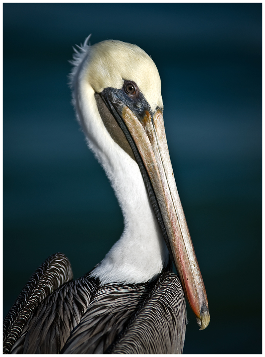 Florida Pelican