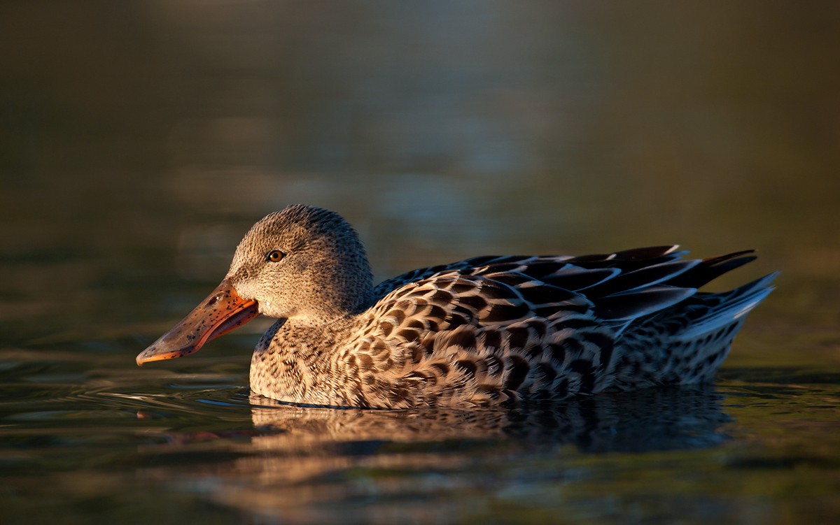 Northern Shoveler