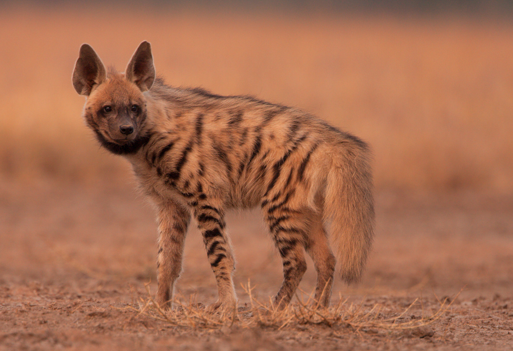 Striped Hyena