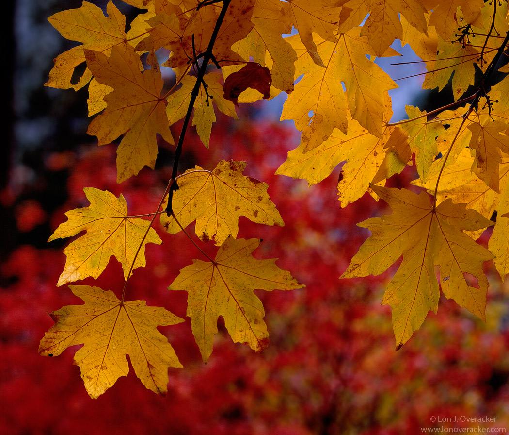 Yellow and Red
