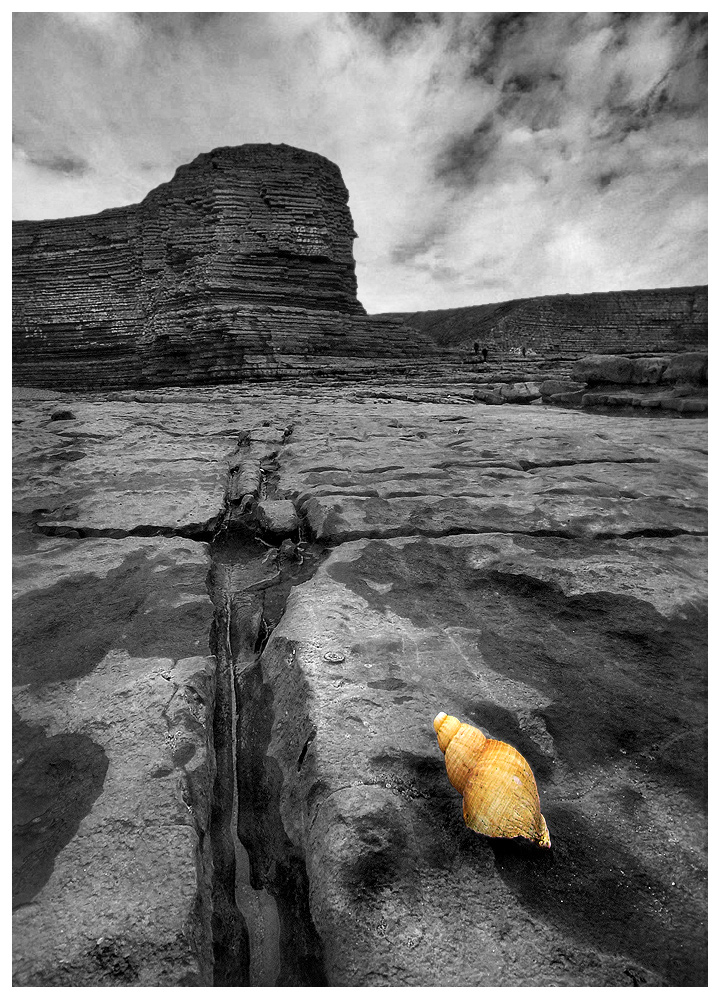 The shell