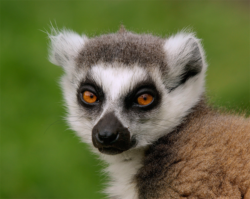 Lemur (c)