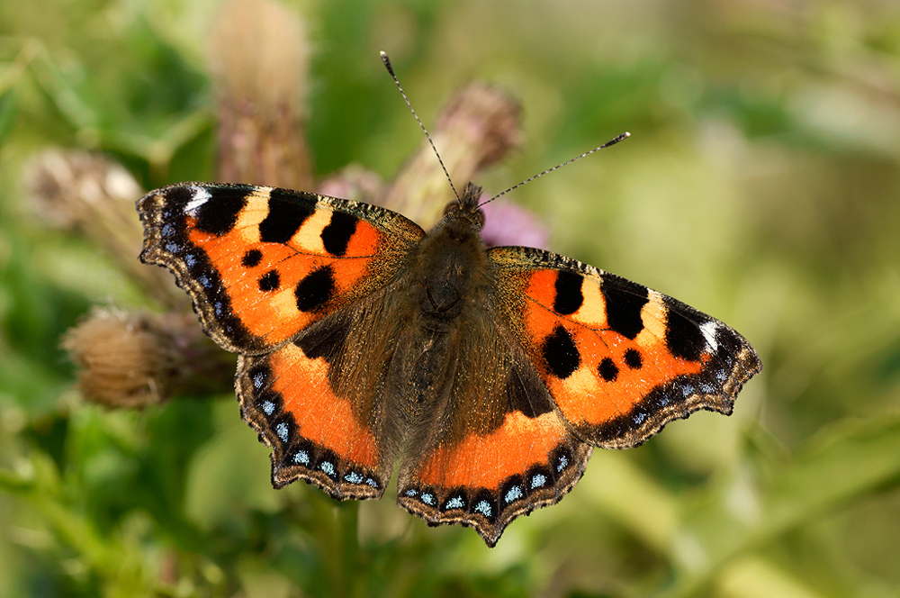 Small Tortoiseshell