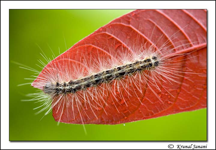 Caterpillar on leaf